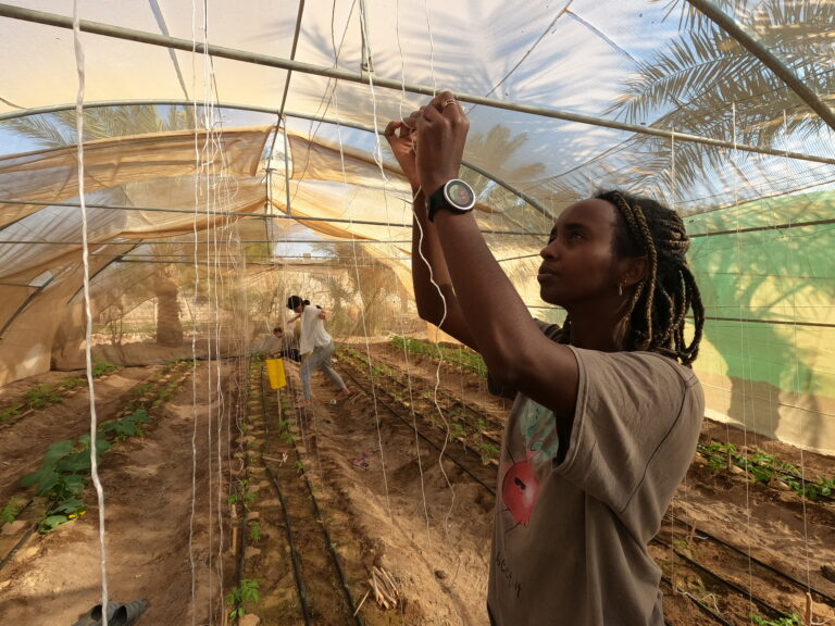 Aisha attaching strips for tomatoes at a shadow greenhouse in Nuweiba